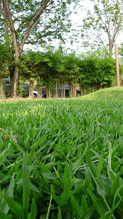 Garden 3